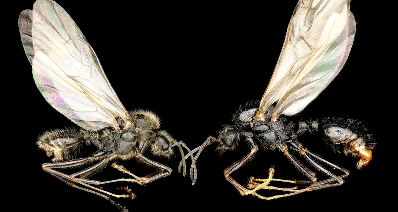 Bilim dünyasında ezber bozan keşif! Başka türleri klonluyorlar: ‘Bilim kurgu gibi’