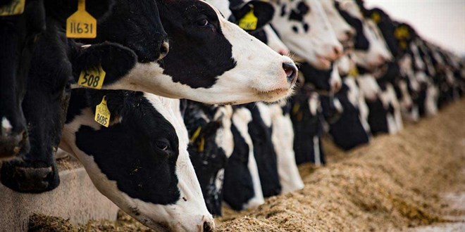 tarim ve orman bakanligi duyurdu sap hastaligi kontrol altina alindi JQ2Ta21j.jpg