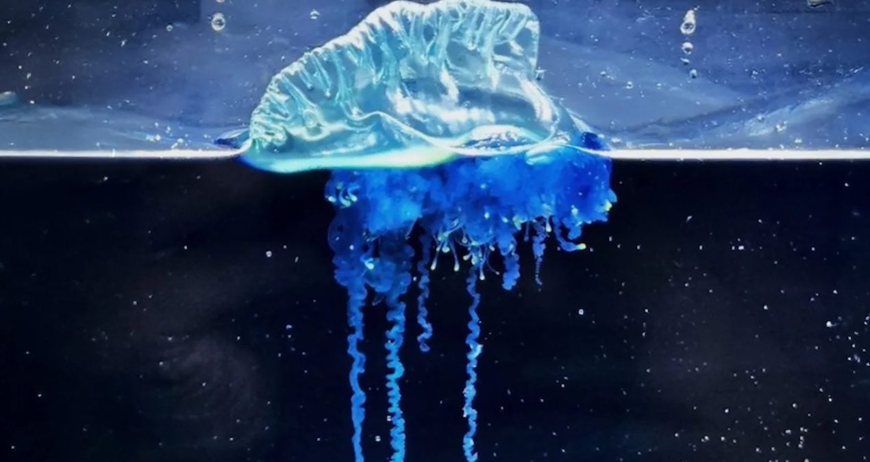 Bu Yaz Plajda Dikkat: Tehlikeli “Savaşçı” Su Canavarı Ortaya Çıktı