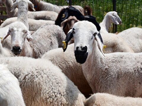 Emeklinin Kurban İhtiyacı Artık 4 Kilo Kıymaya Mı İndi?